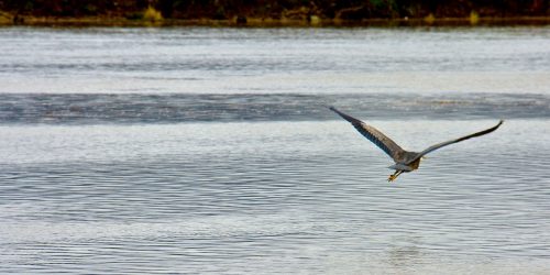 partner lower nehalem watershed water bird