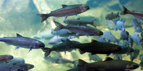 partner nestucca watersheds baby fish