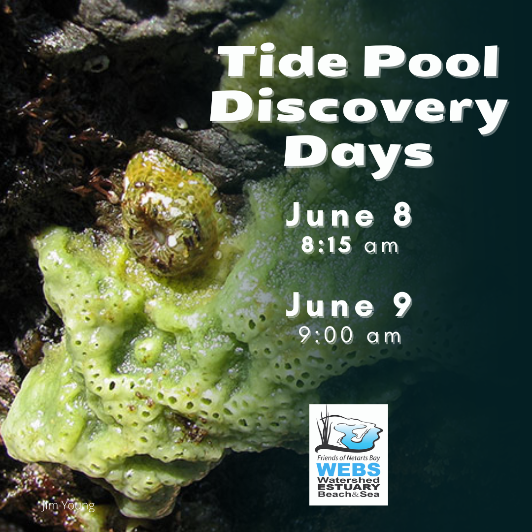 2024 Tidepool Days (June 2024)