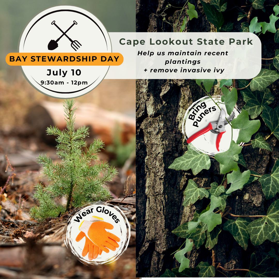 BAY STEWARDSHIP DAY July 10
