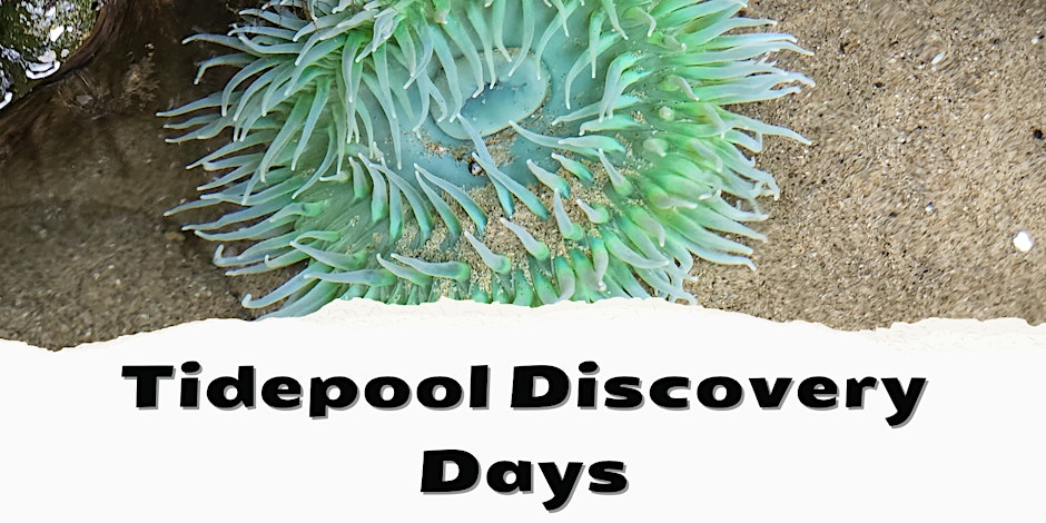 tidepoolingewebs