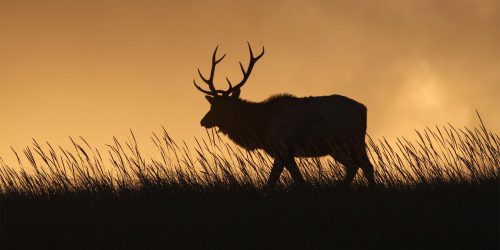 partner lower nehalem trust elk sunset